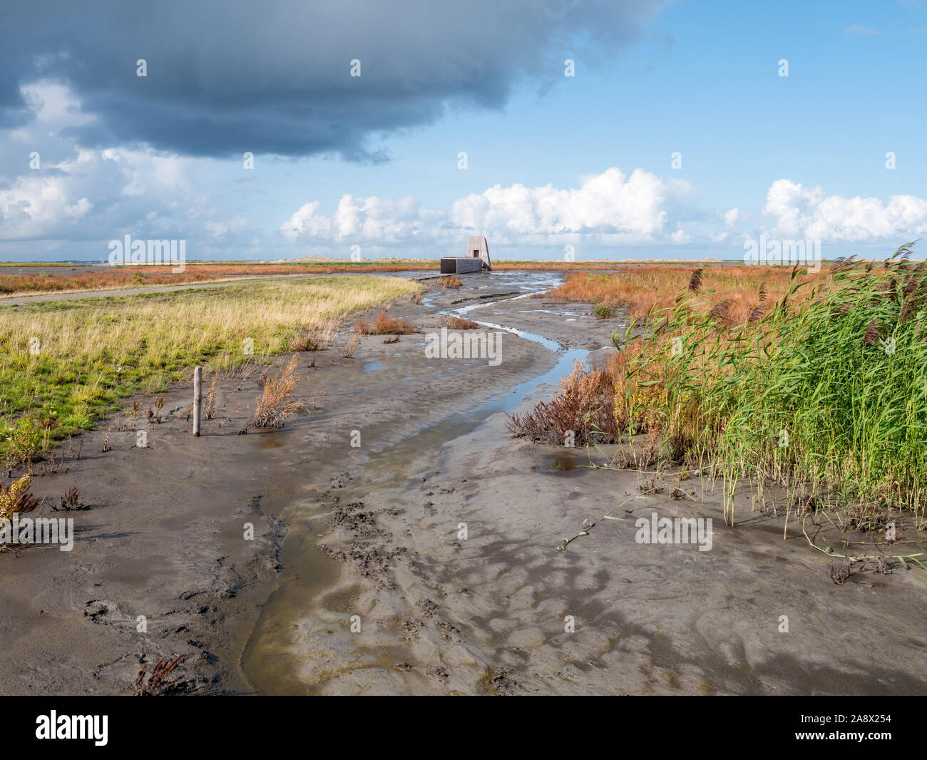 Bird nascondere e paludi su manmade isola artificiale di Wadden marcatore, Markermeer, Paesi Bassi Foto Stock