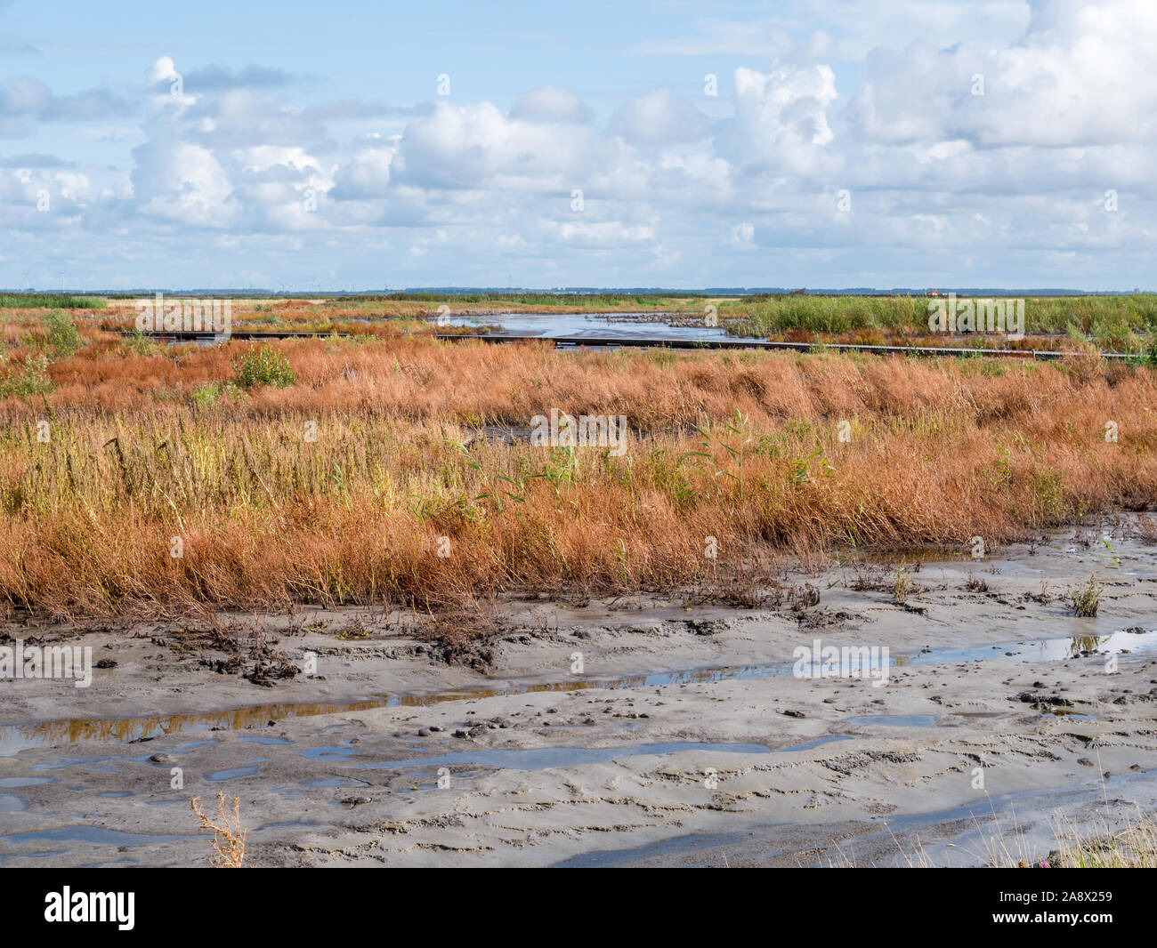 Panorama delle paludi su manmade isola artificiale del marcatore il Wadden, Markermeer, Paesi Bassi Foto Stock