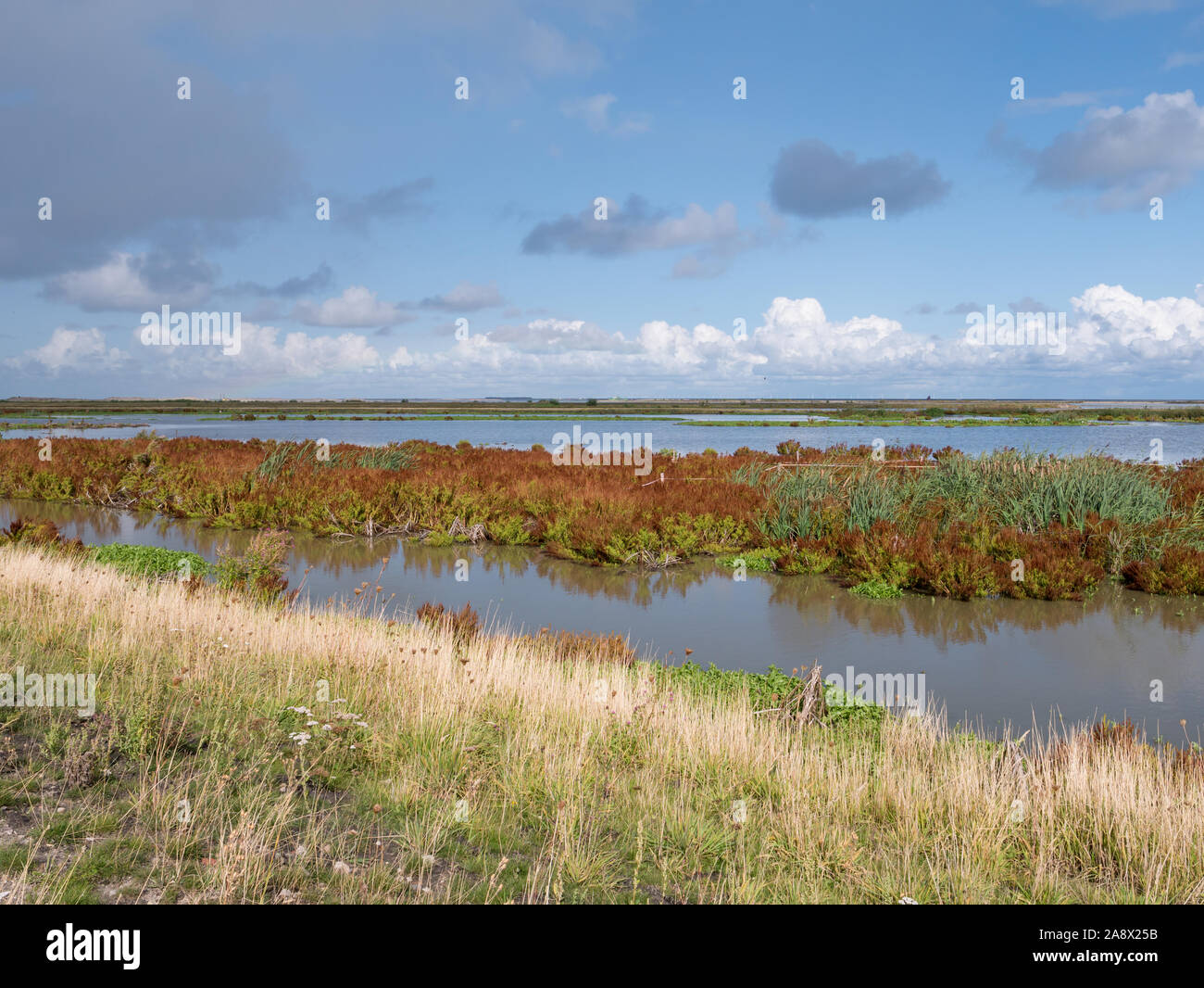 Panorama delle paludi su manmade isola artificiale del marcatore il Wadden, Markermeer, Paesi Bassi Foto Stock
