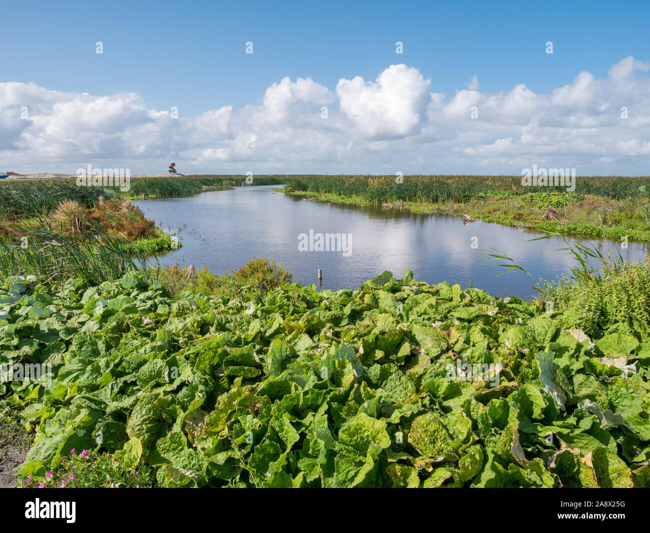 Torre di avvistamento e di una palude su manmade isola artificiale di Wadden marcatore, Markermeer, Paesi Bassi Foto Stock