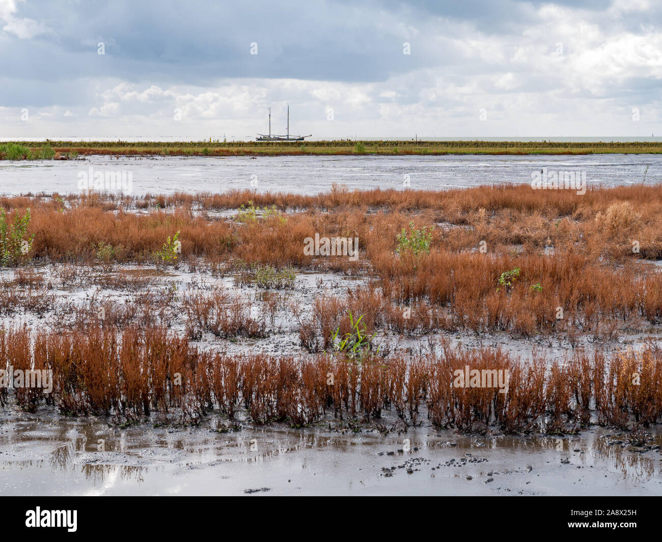 Panorama delle paludi su manmade isola artificiale del marcatore il Wadden, Markermeer, Paesi Bassi Foto Stock