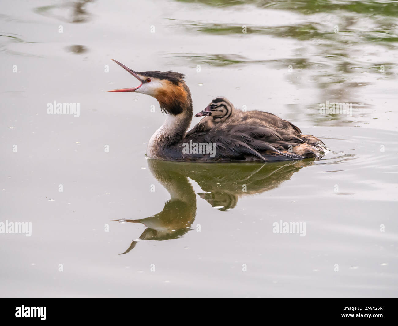 Svasso maggiore, Podiceps cristatus, capretti portati sul retro dell adulto, Paesi Bassi Foto Stock