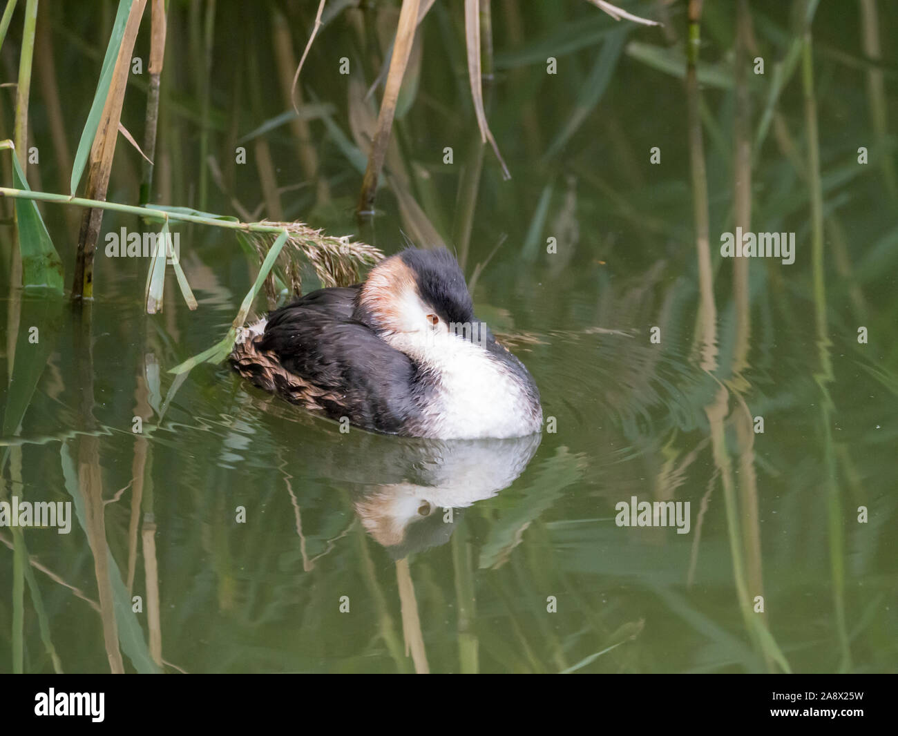 Svasso maggiore, Podiceps cristatus, adulto e flottante si appollaia in reed a lato acqua, Paesi Bassi Foto Stock