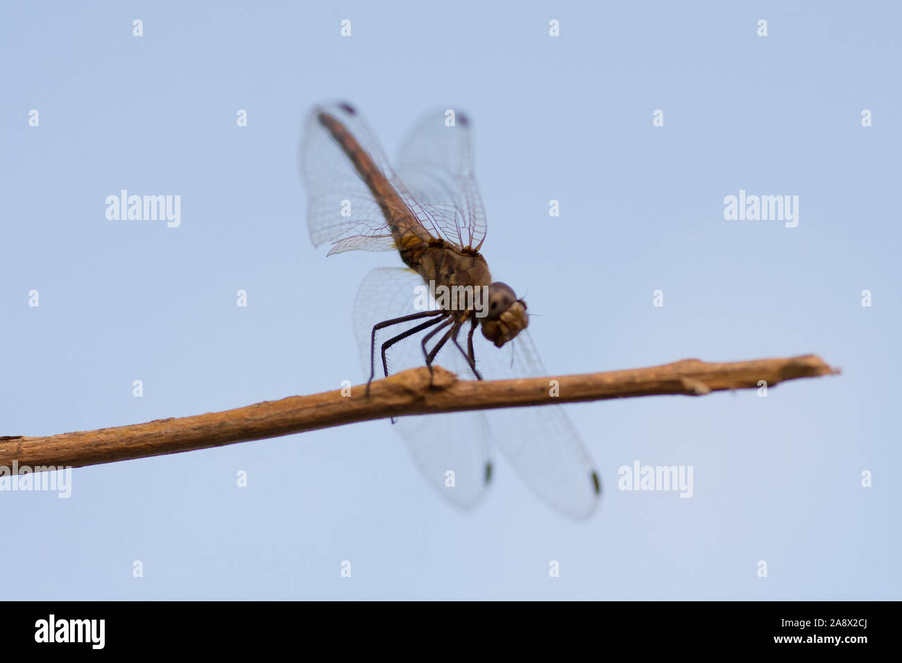 Close up di un singolo libellula marrone, in piedi su un ramo Foto Stock