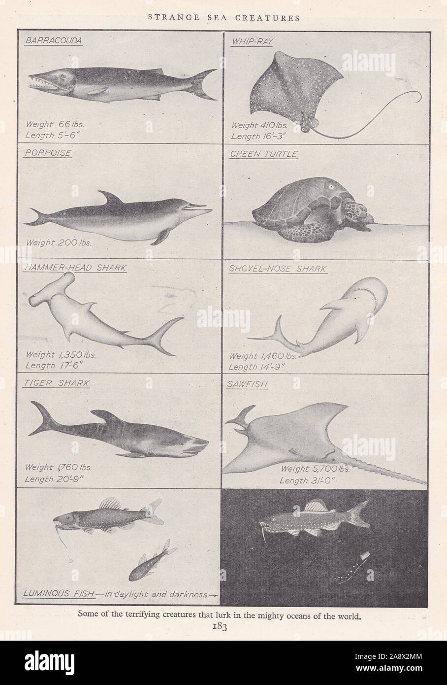Strane creature del mare - 1930diagramma s. Foto Stock