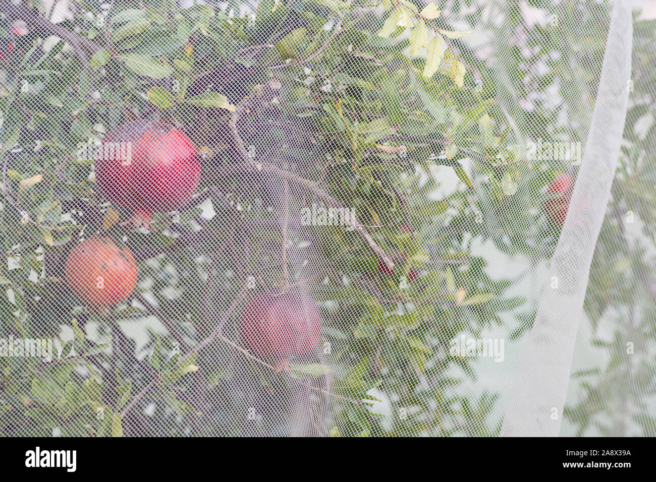 Protezione degli uccelli al netto per il Melograno Punica granatum) frutti, evitando gli uccelli e insetti nocivi di danneggiare i frutti Foto Stock