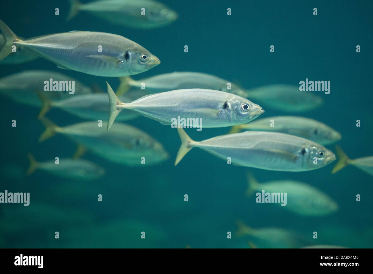 Holzmakrele, Stöcker, Suri Pferdemakrele, Schildmakrele, Bastardmakrele, Schwarm, Schwarmfisch, Fischschwarm, secca, pullulano, Trachurus trachurus, Atla Foto Stock