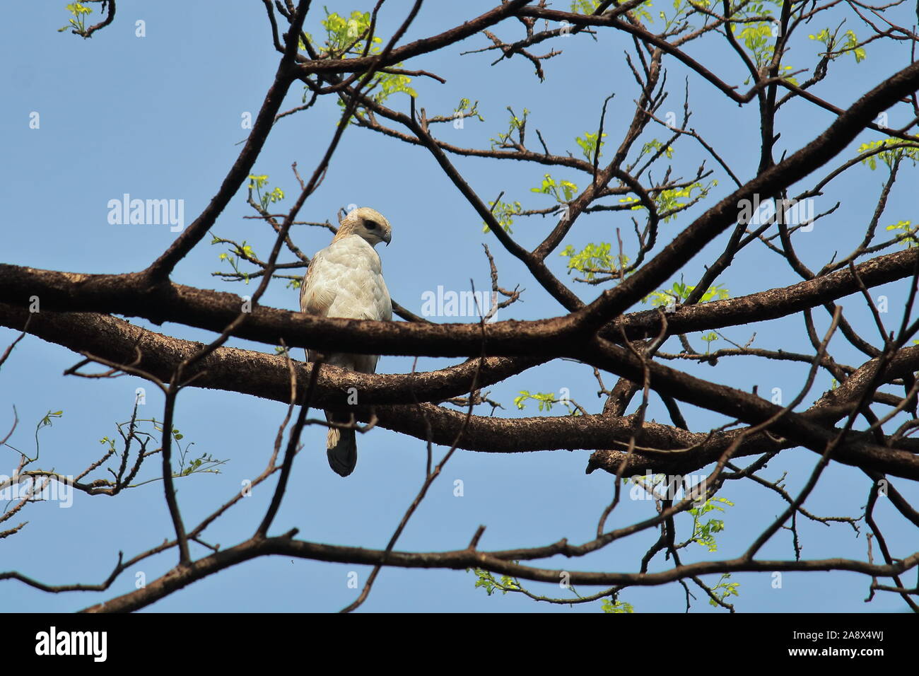 Un bambino modificabile hawk-eagle (Nisaetus cirrhatus) è seduta su un ramo di albero in Sundarbans delta regione del Bengala Occidentale in India Foto Stock