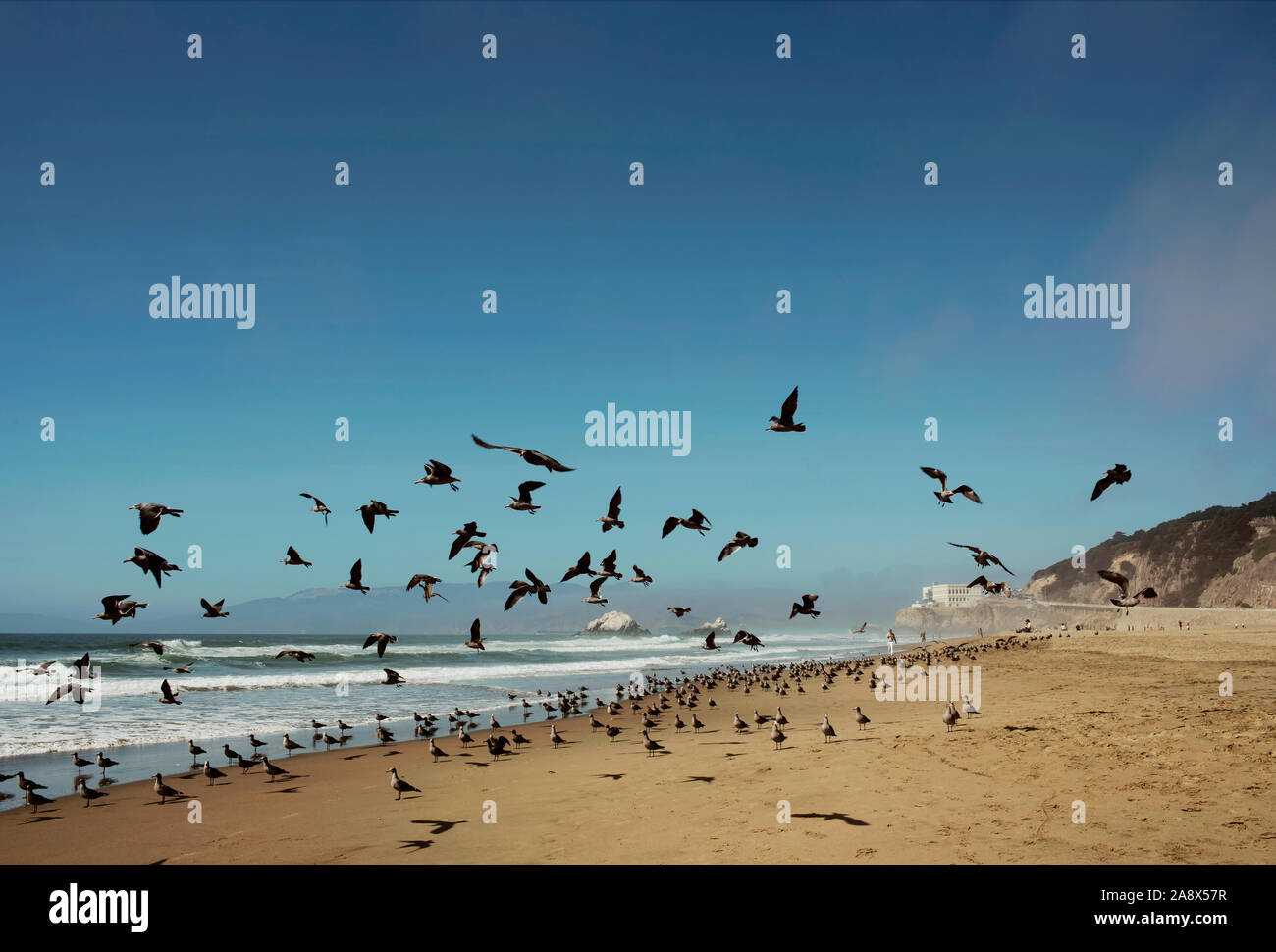 Uccelli in volo su Ocean Beach, San Francisco, California, Stati Uniti d'America. Sep 2019 Foto Stock