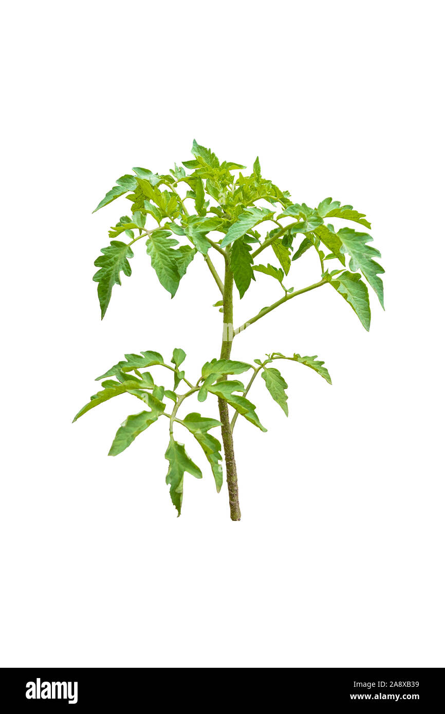 Immagine di giovani piantine di pomodoro su sfondo bianco Foto Stock