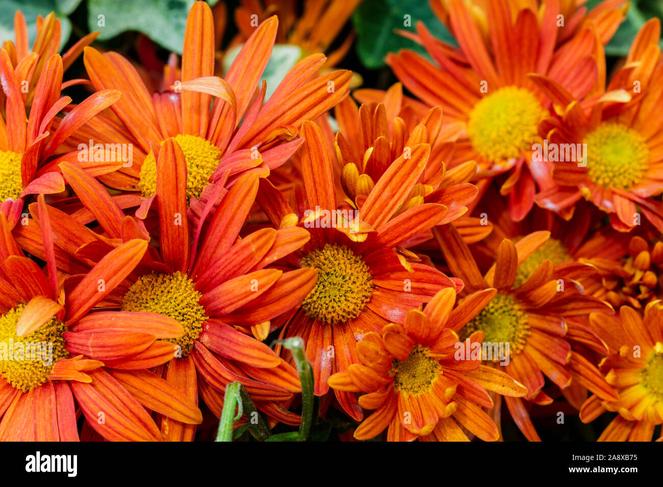 Sfocati sfondo floreale con copia spazio per il testo, offuscata tema botanico sfondo, close up di fiori d'arancio Foto Stock