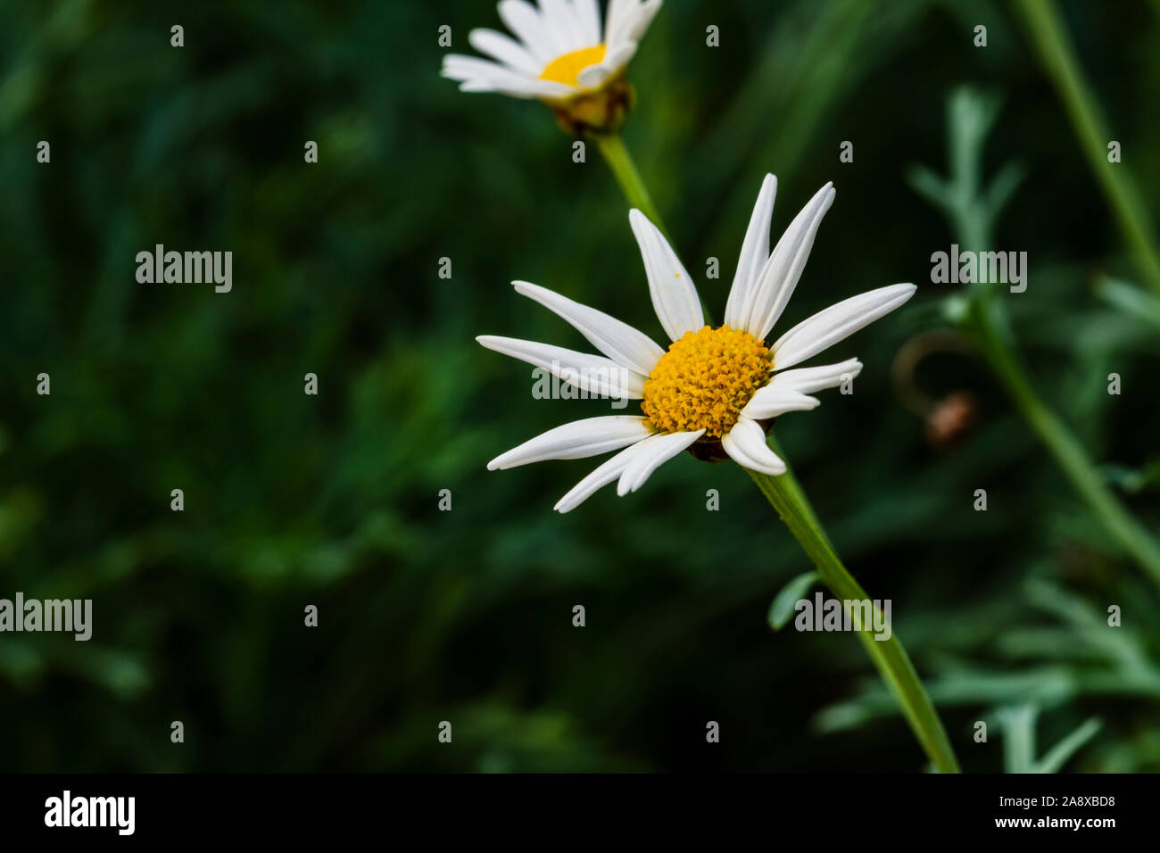 Fiore bianco su sfondo verde, tema floreale decorazione con il fuoco selettivo tecnica e spazio di copia Foto Stock