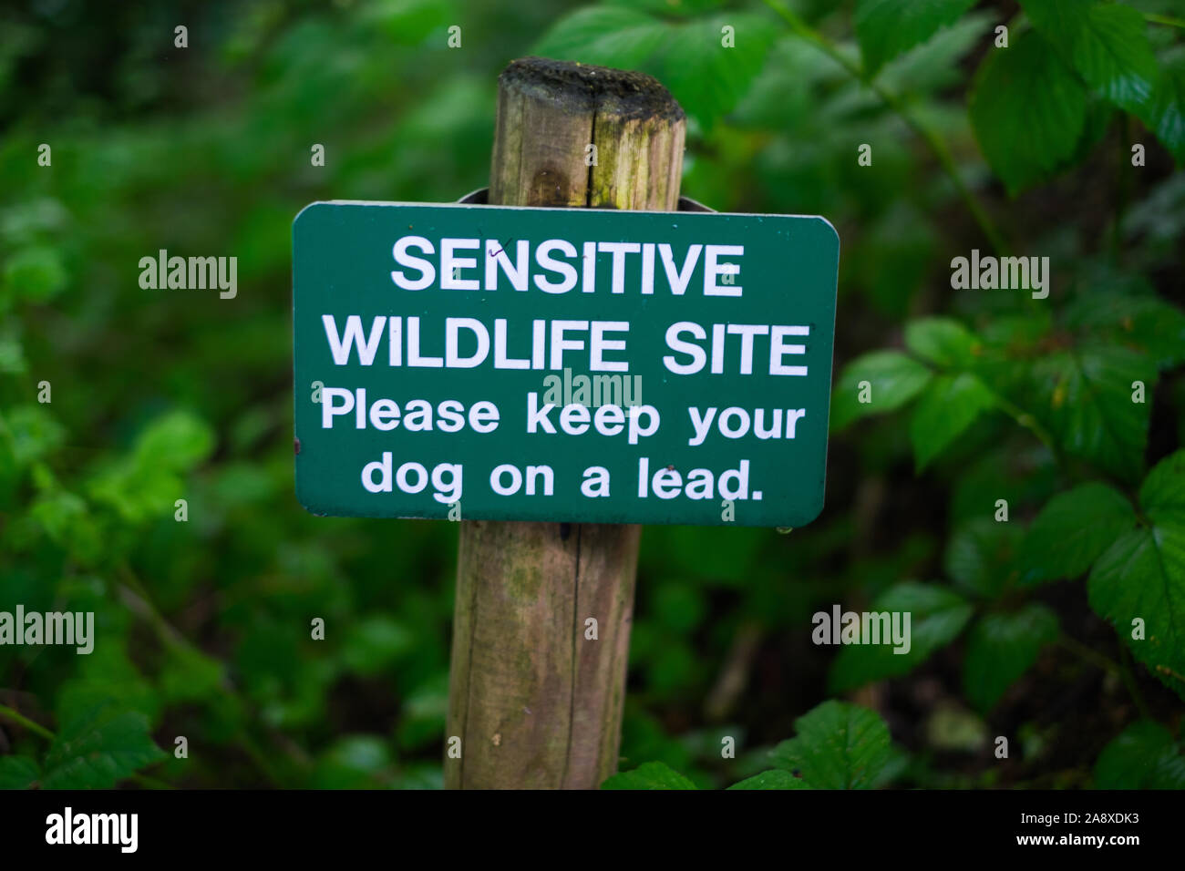 Fauna selvatica sensibile segno del sito in una foresta in Brighton, Inghilterra, Regno Unito. Foto Stock