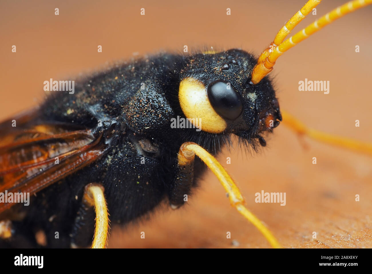 Close up Urocerus gigas sawfly femmina in appoggio sul legname log. Tipperary, Irlanda Foto Stock