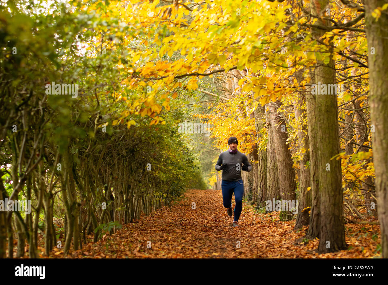 Uomo in abiti caldi in esecuzione su foglie coperta Cheshire sentiero costeggiato da faggi e biancospino in impostazione di autunno Foto Stock
