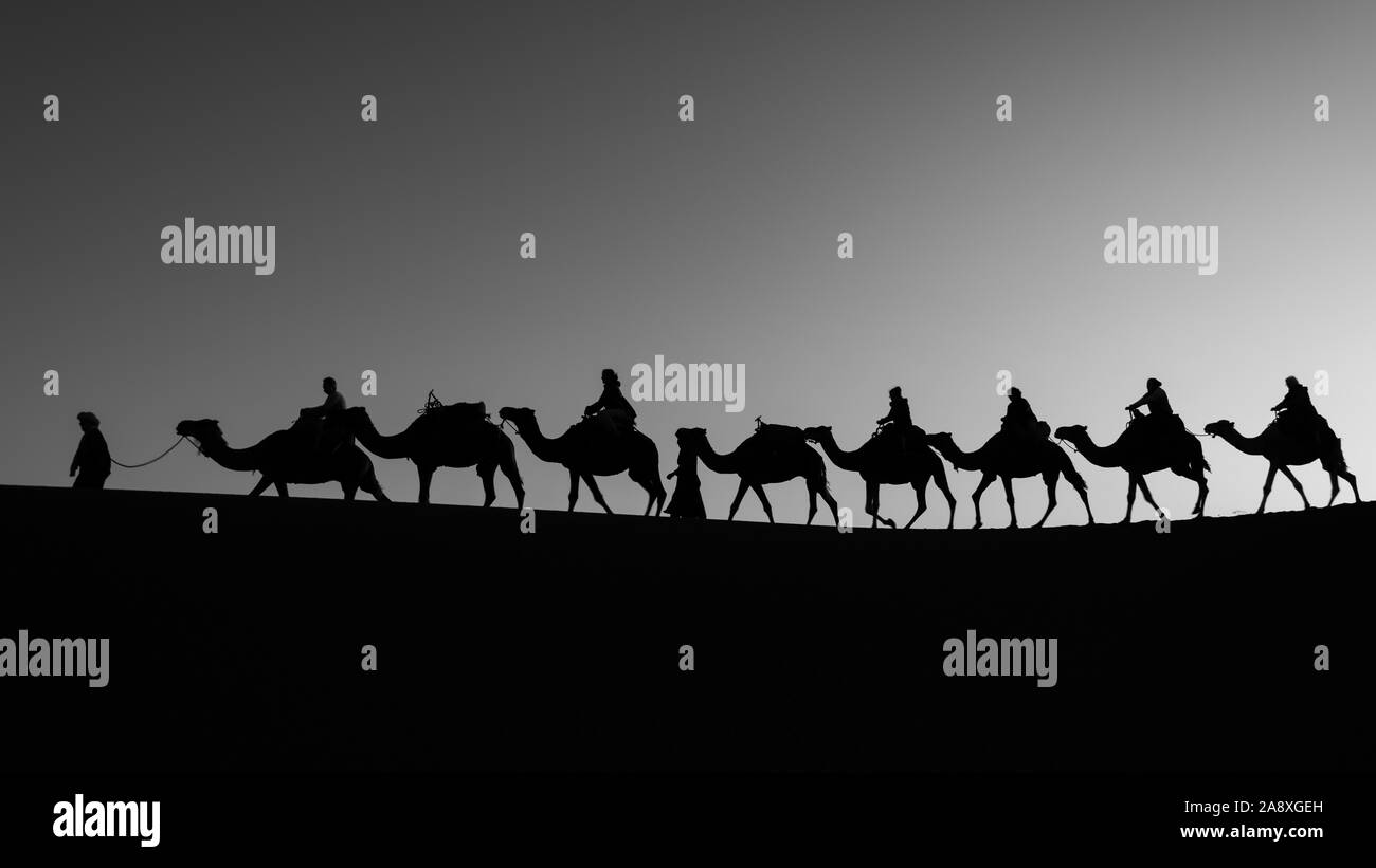 Bianco e Nero stagliano caravan Cammello all'alba con il sole che splende dietro un cammello Foto Stock