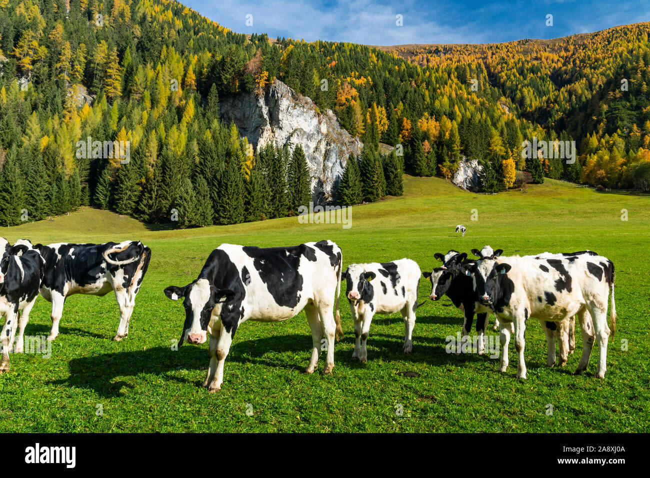 Bovini da latte in un pascolo nei pressi del villaggio di Tweng, Austria, l'Europa. Foto Stock
