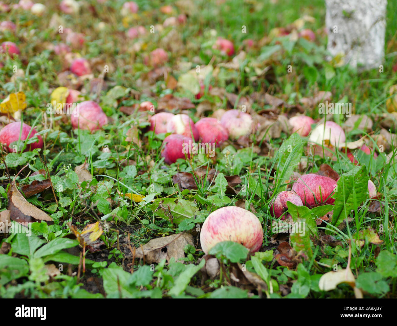 Abbandonate le mele sull'erba. Non c'è raccolto di mele. L' agricoltura è chiuso. Posto per iscritto. Foto Stock