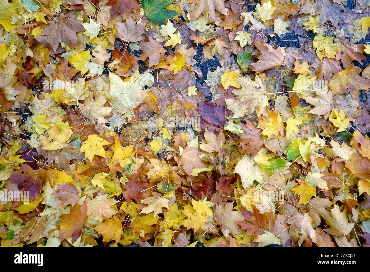 Colorato Foglie di autunno del London Plane Tree a copertura di un pavimento di bosco, REGNO UNITO Foto Stock