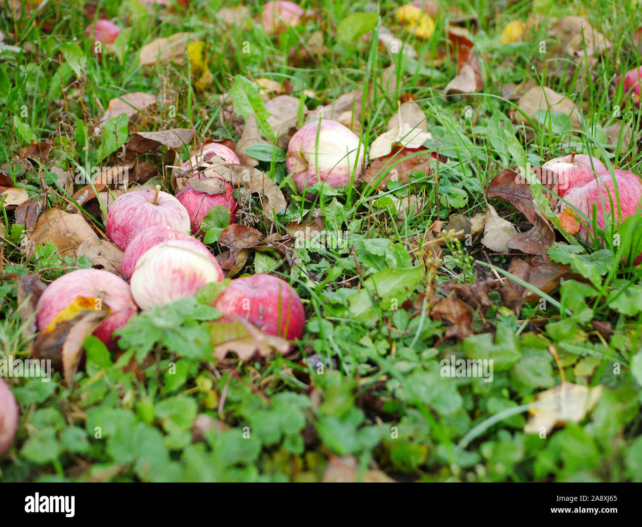 Abbandonate le mele sull'erba. Non c'è raccolto di mele. L' agricoltura è chiuso. Posto per iscritto. Foto Stock