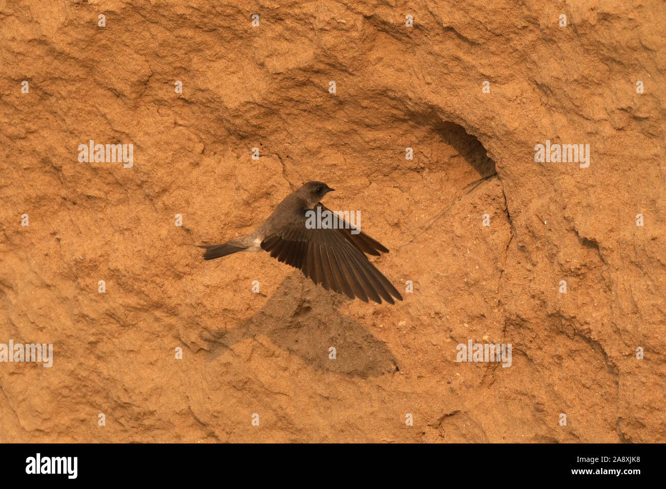 Marrone-throated martin (Riparia paludicola) vicino all'entrata del suo nido costruito scavando nel sandbank a Gandhinagar, Gujarat, India Foto Stock