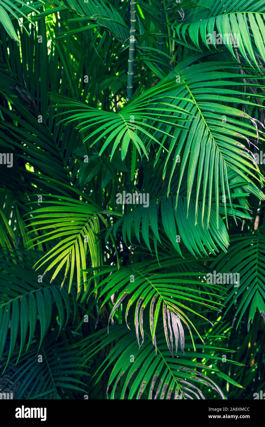 Estratto di foglie di palma foglie tropicali fiori colorati sul buio il fogliame tropicale natura sfondo blu scuro fogliame natura Foto Stock