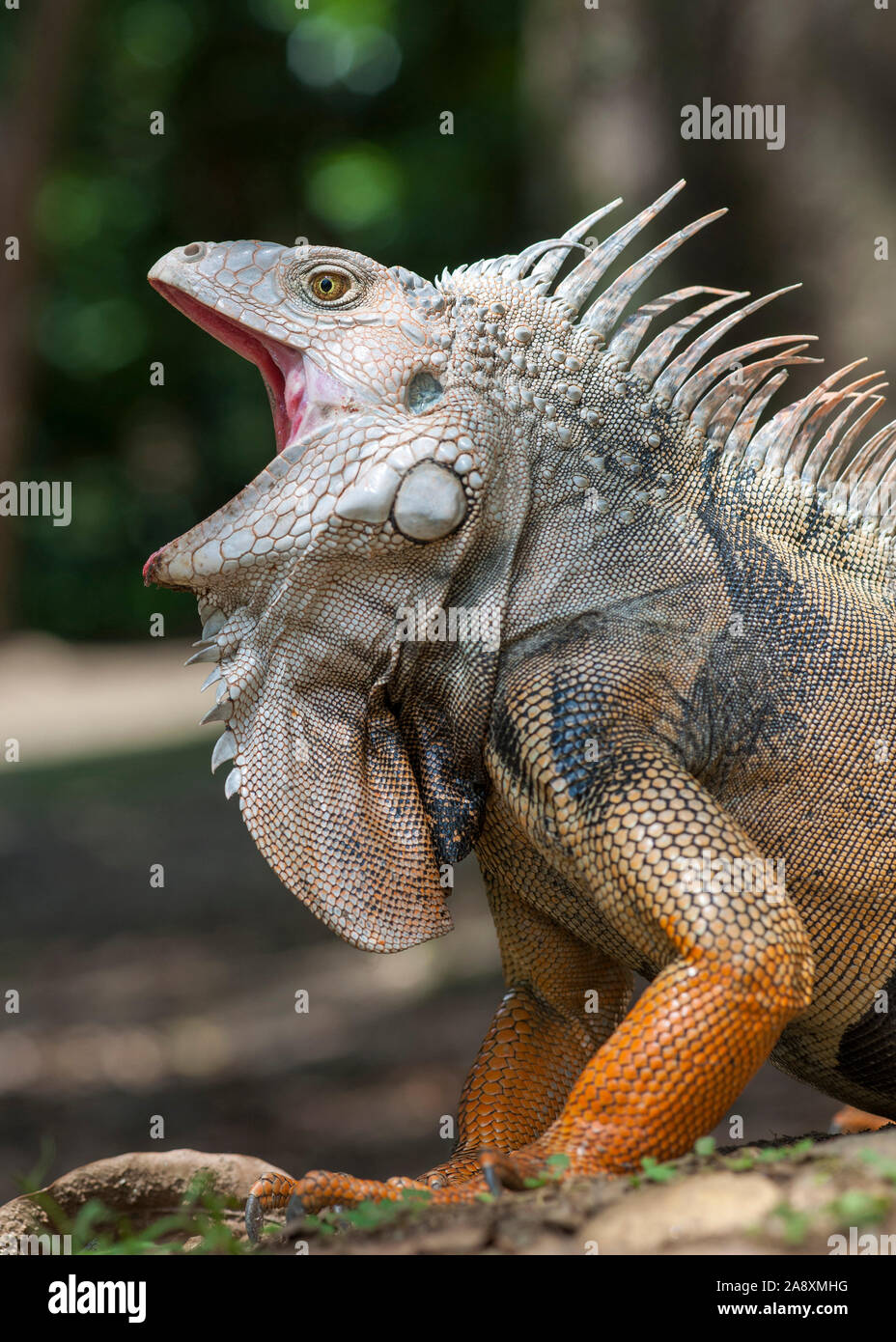 Iguana nei giardini botanici di Medellin, Colombia. Foto Stock