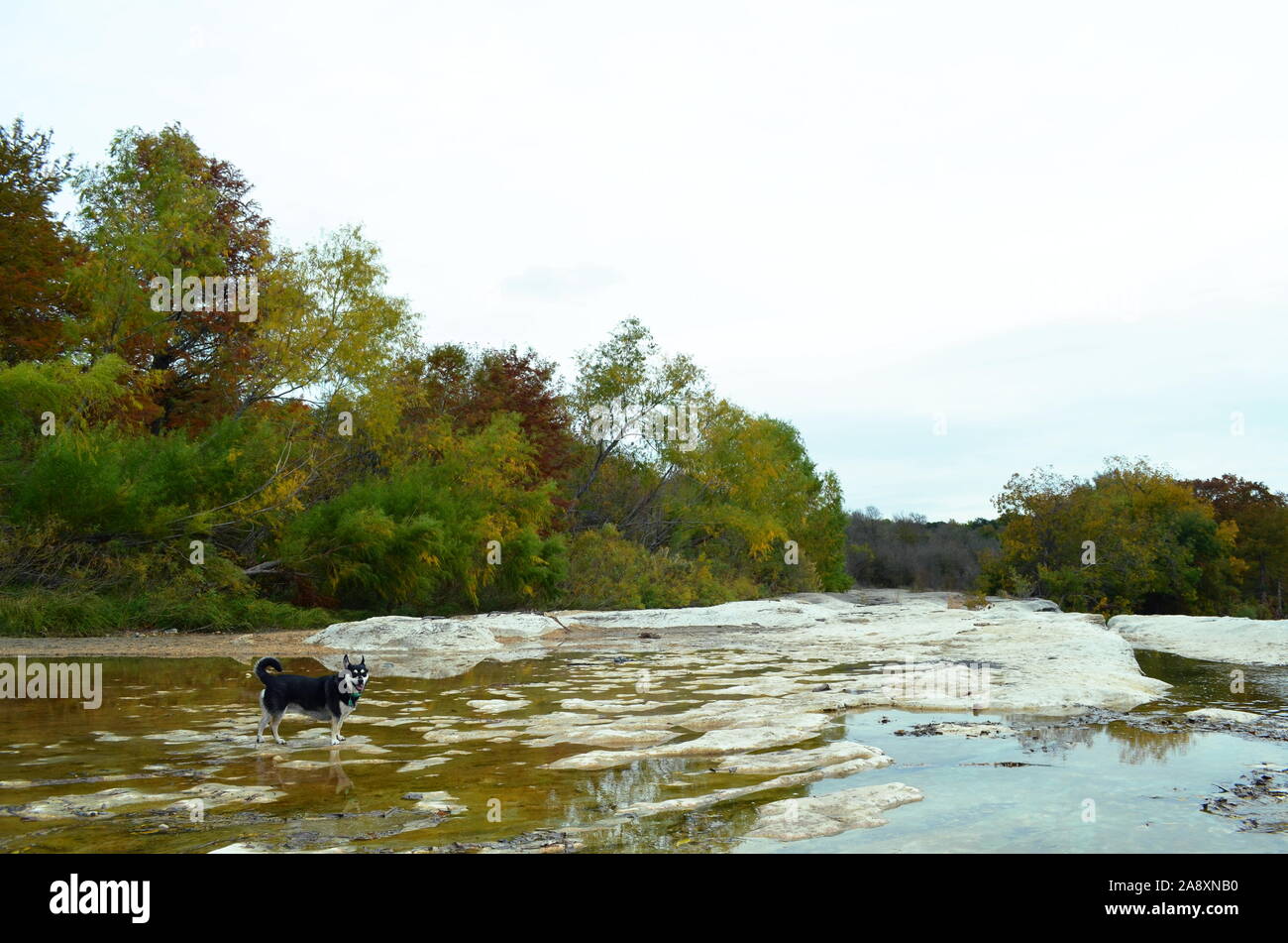 Fiume, il husky mutt, godendo l'ultimo giorno della caduta il meteo a McKinney Falls State Park, appena fuori fuori Austin, Texas. Foto Stock