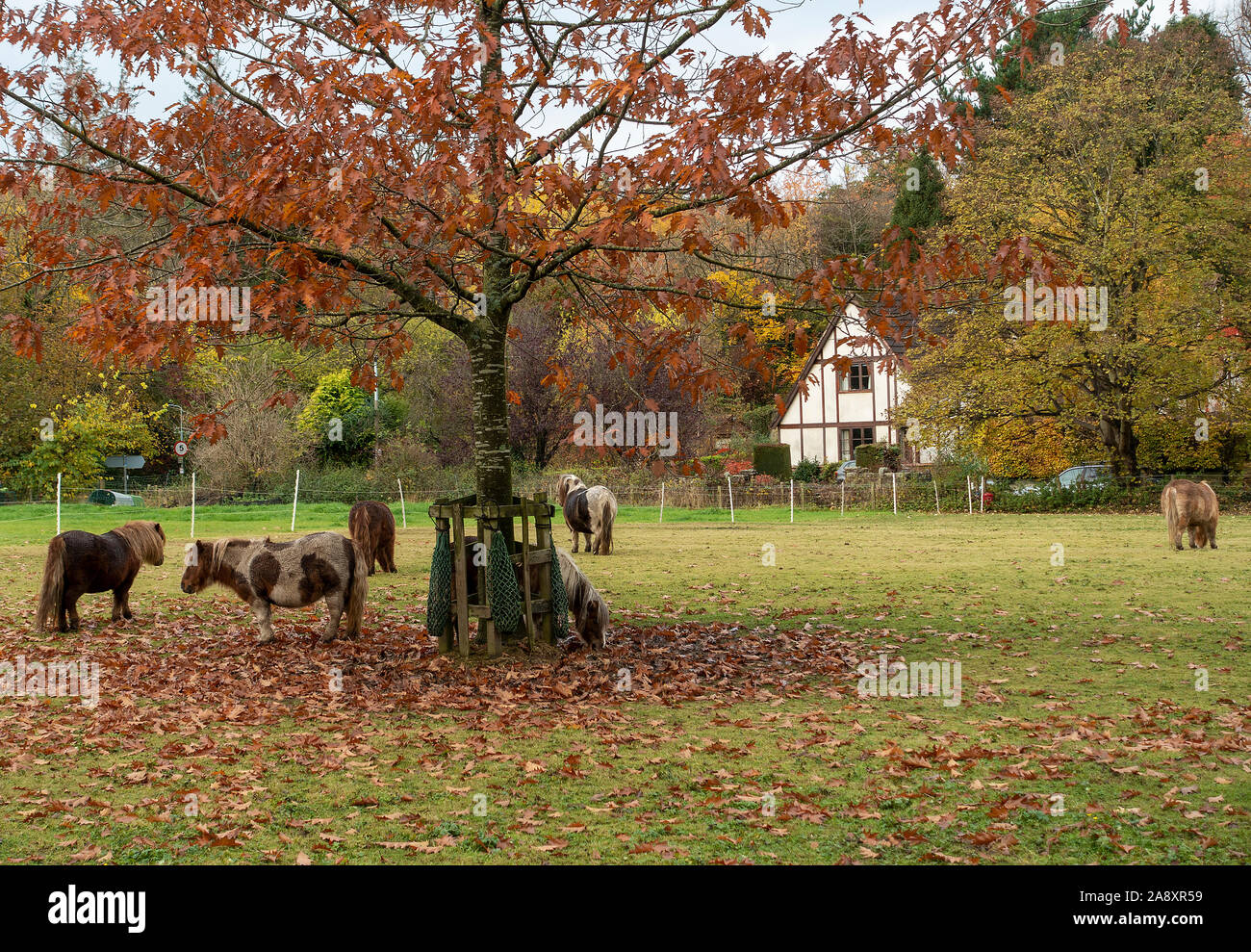 Pony Shetland pascolare in un campo in un sobborgo di Edimburgo con colorate tinte in alberi Scotland Regno Unito Regno Unito Foto Stock