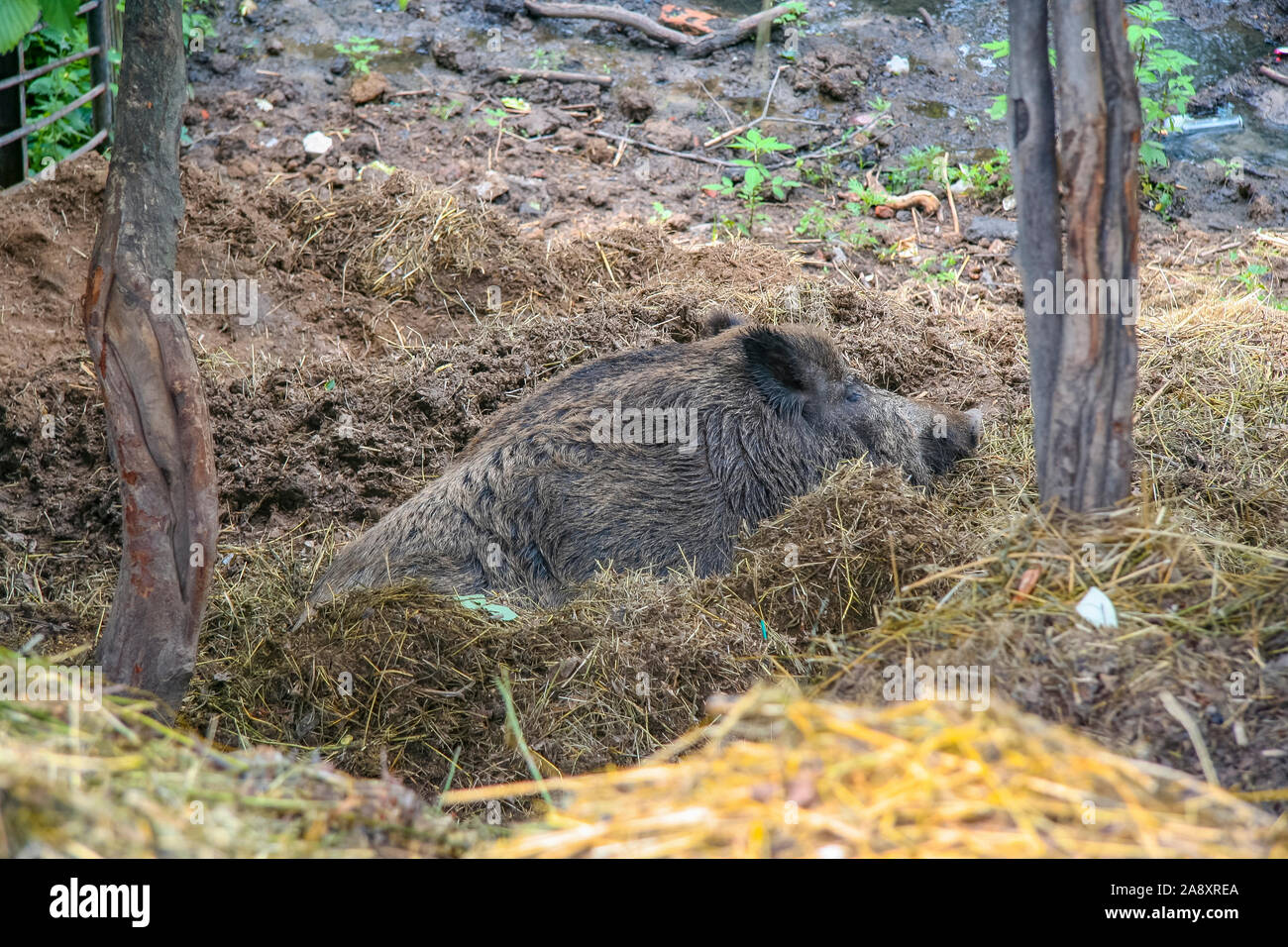 Cinghiale in appoggio la voliera dello zoo. Città di Kharkov, Ucraina. Giugno 2012 Foto Stock