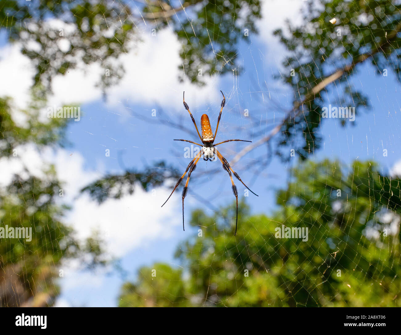 Una grande banana spider siede in cima del web in Everglades della Florida. Sebbene queste crociere possono essere di dimensioni molto grandi, non sono pericolosi per gli esseri umani. Foto Stock