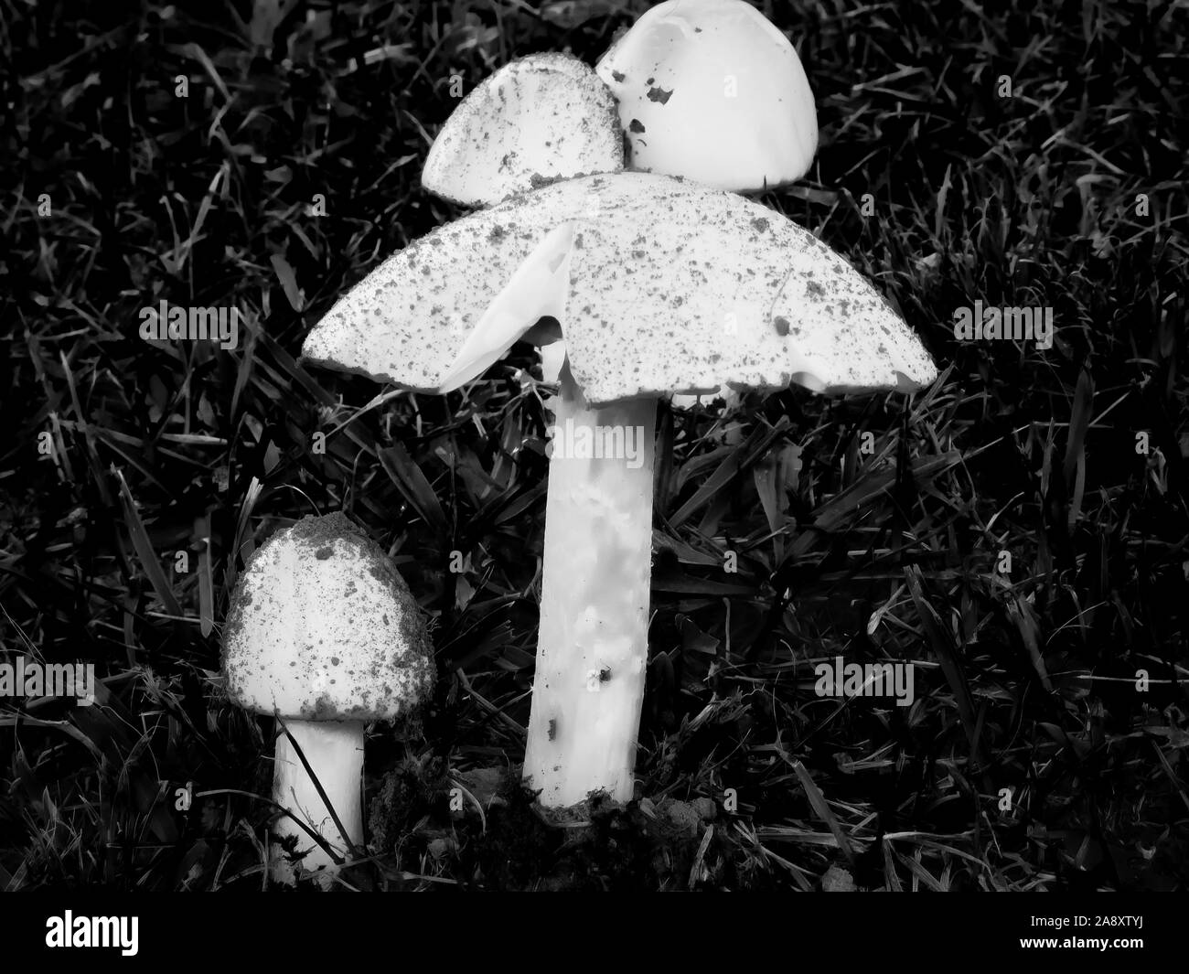 Funghi bianchi che crescono in un gruppo in un cortile su una collina. Foto Stock
