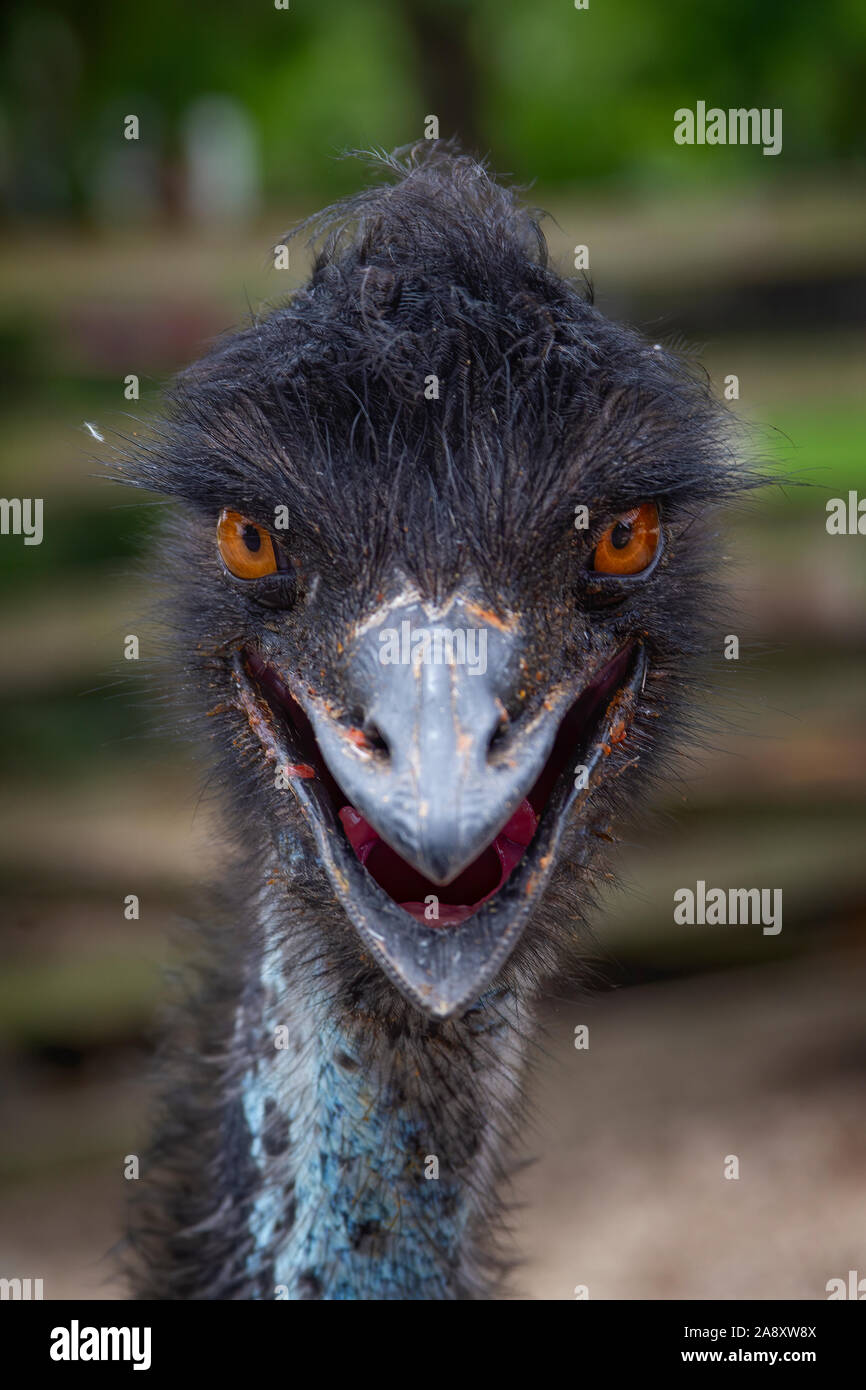 Una Uem guarda nella telecamera e colpisce un divertente di posa. Foto Stock