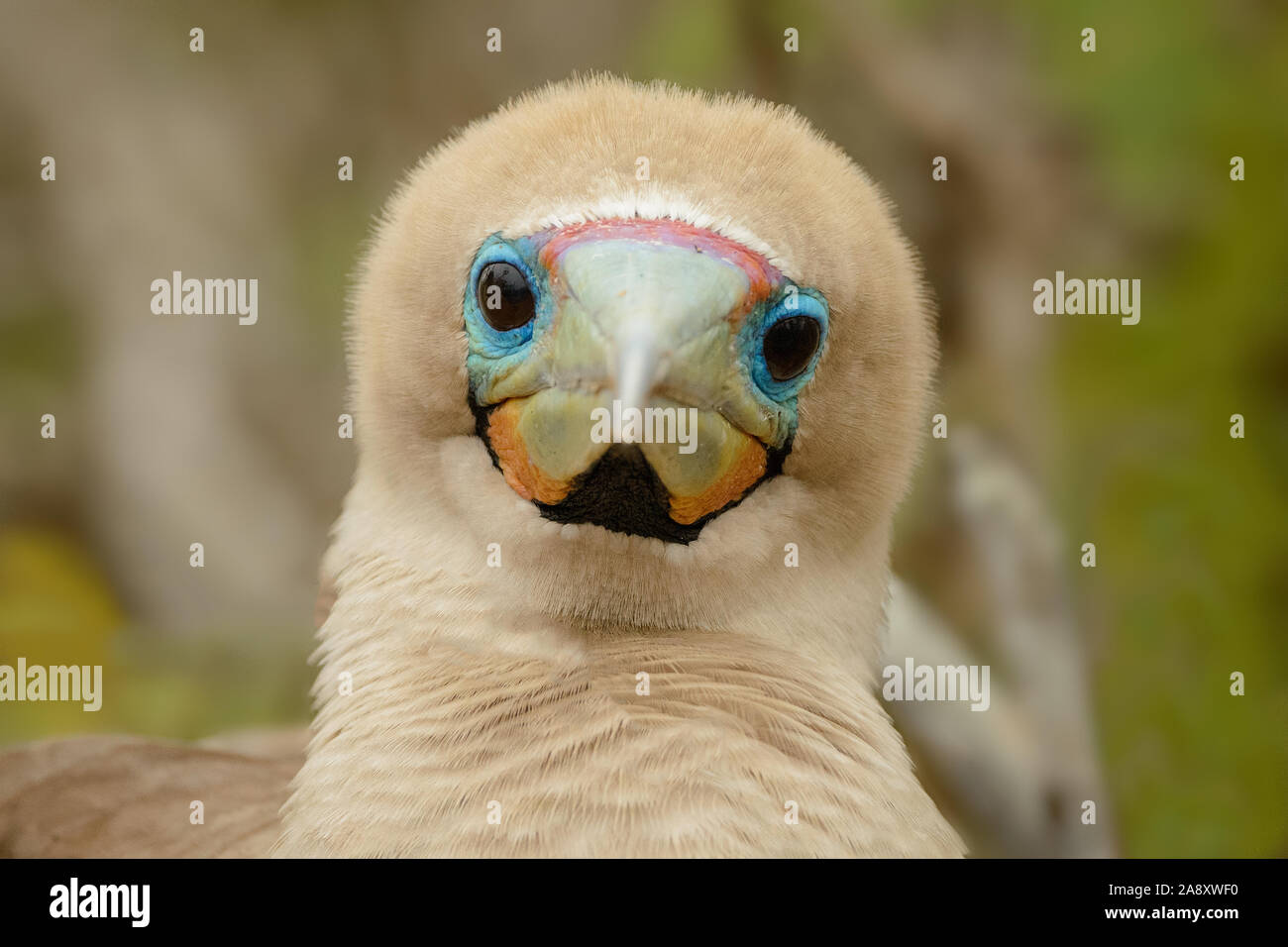 Rosso-footed Booby trovati nelle Galapagos isole al largo della costa di Ecuador Foto Stock