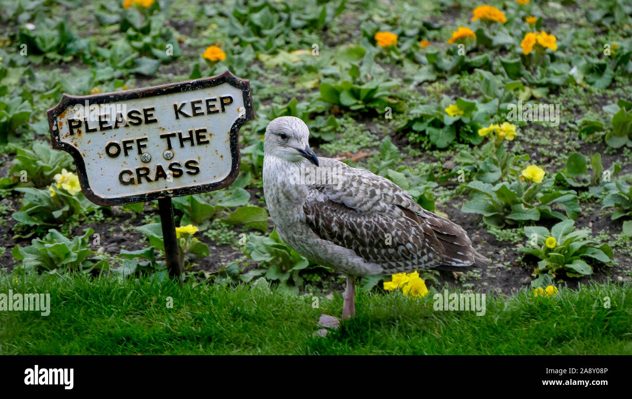 Bad Boy Seagull rompere le regole Foto Stock