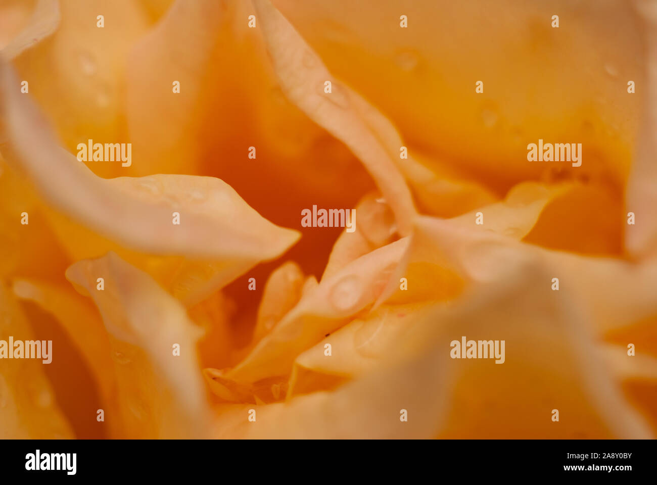 Il cremoso petali gialli di una rosa in primo piano Foto Stock