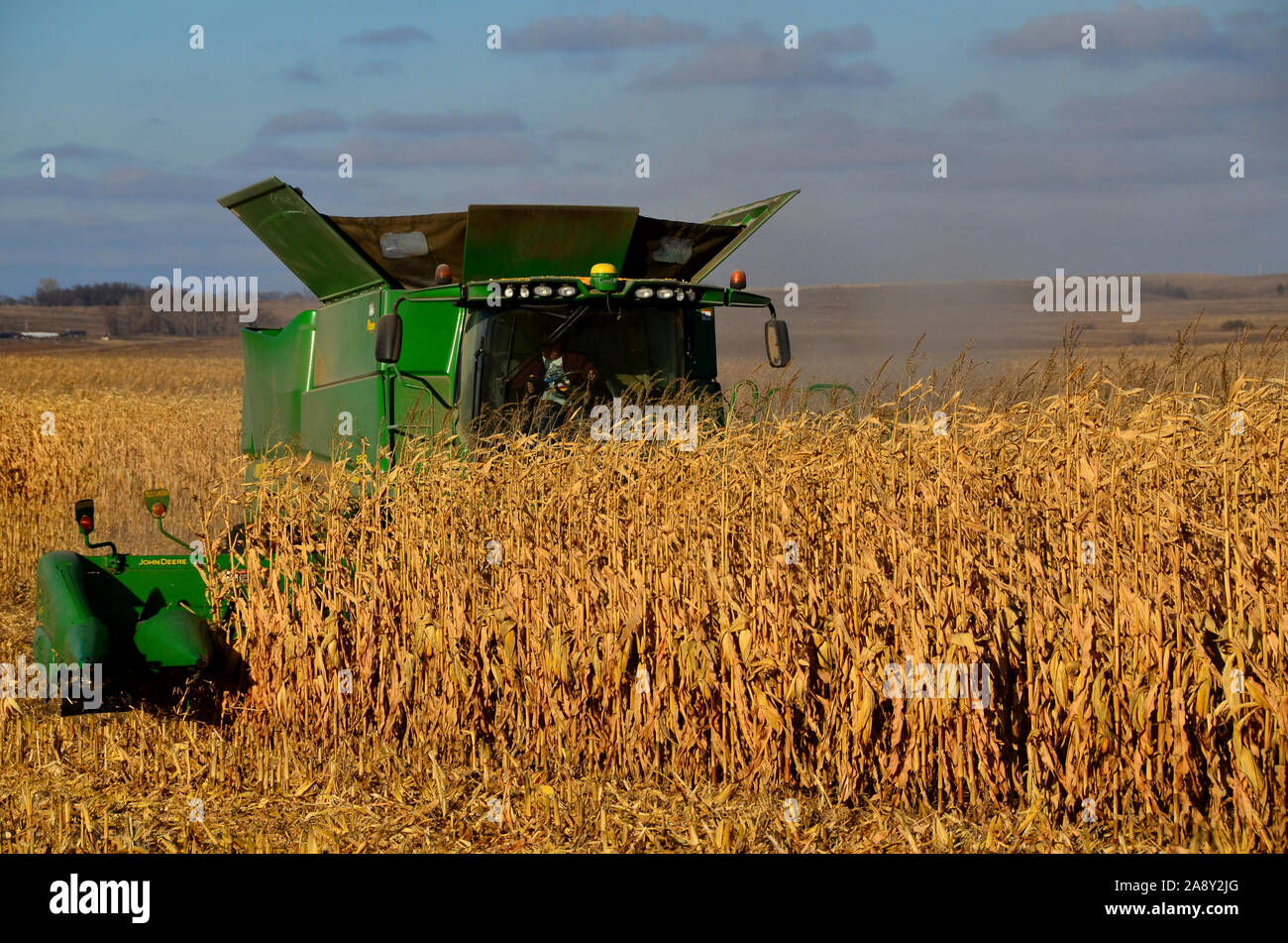 7 novembre 2019 Contea rurale di Burleigh nel North Dakota centro-meridionale. Gli agricoltori che utilizzano mietitrebbia e macchinari correlati raccolgono questo anno il raccolto di mais. Foto Stock