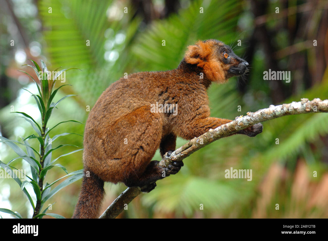 Hybrid - Mischung aus Mohrenmaki und Kronenmaki, (il Eulemur macaco), (Lemur coronatus), Foto Stock
