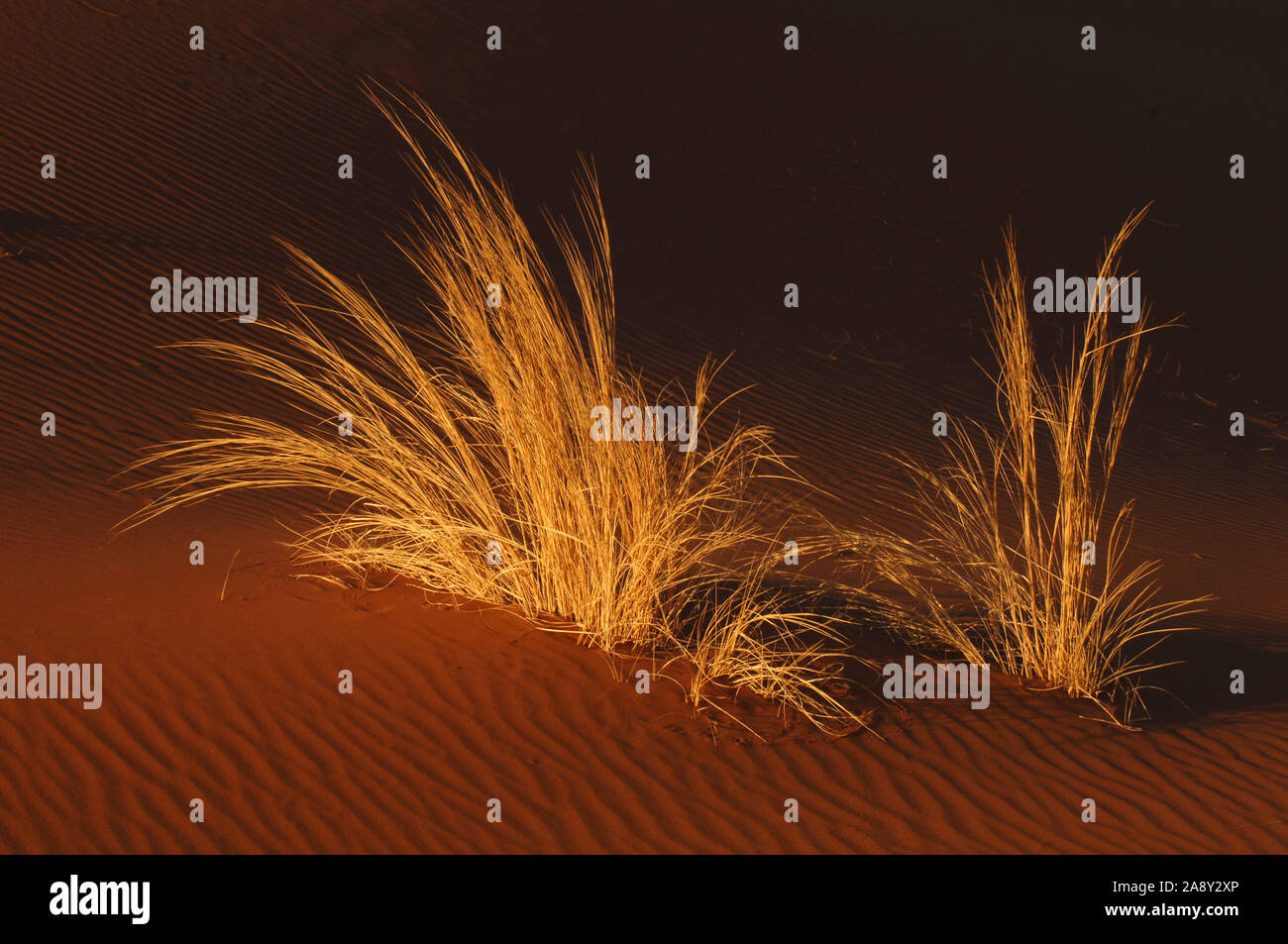 Duenengras in der Abendsonne Foto Stock