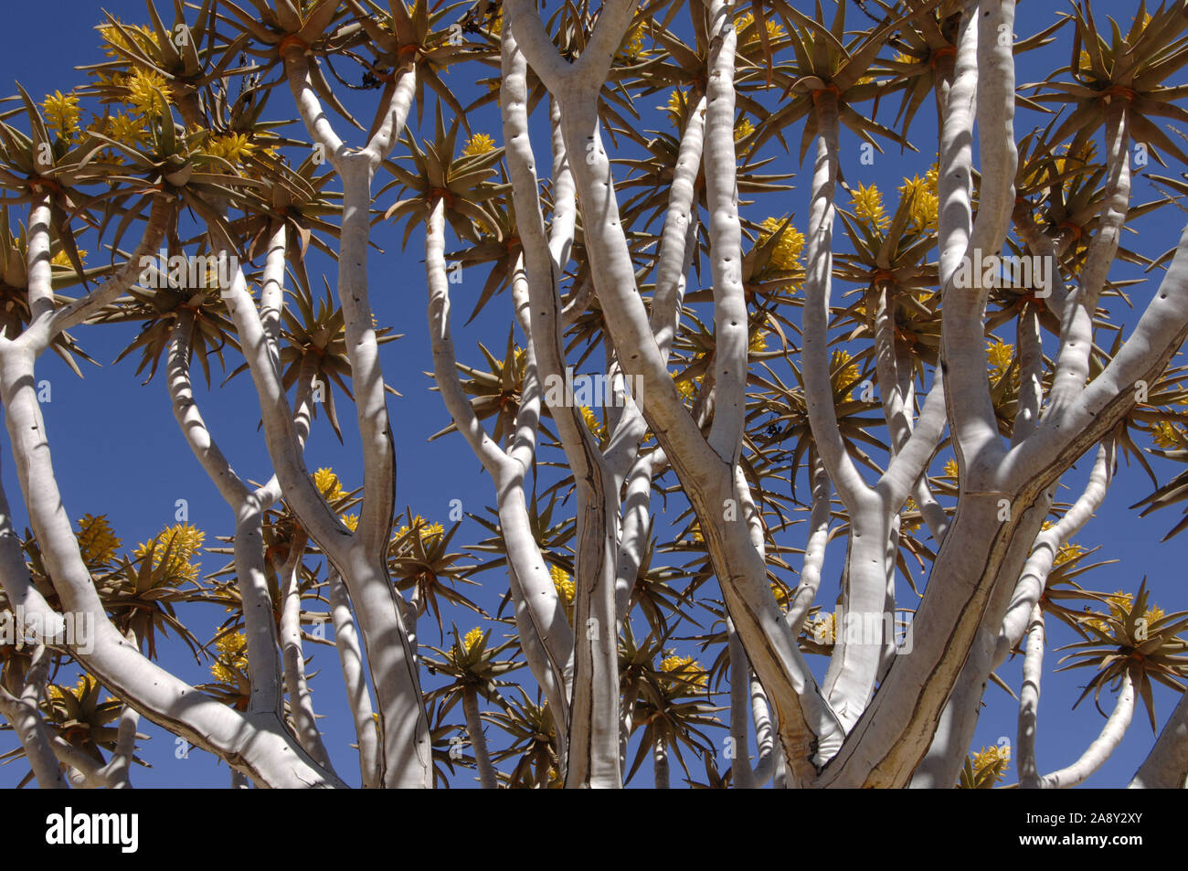 Koecherbaum, Wueste Namib Foto Stock