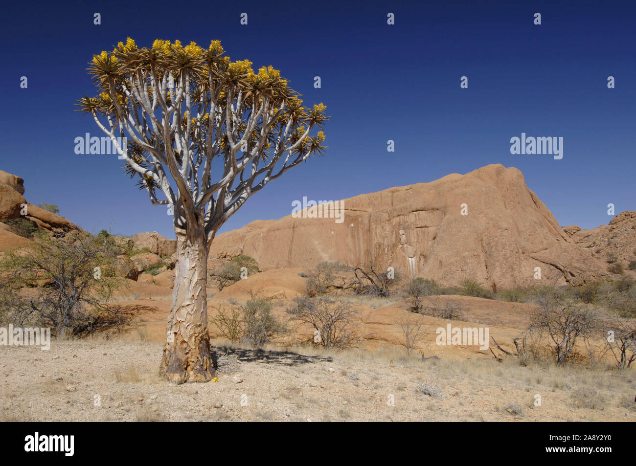 Koecherbaum, Wueste Namib Foto Stock