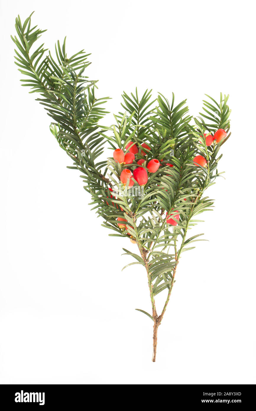 Bacche rosse della femmina Yew Tree, Taxus baccata, fotografato in un studio contro uno sfondo bianco. Il Dorset England Regno Unito GB Foto Stock