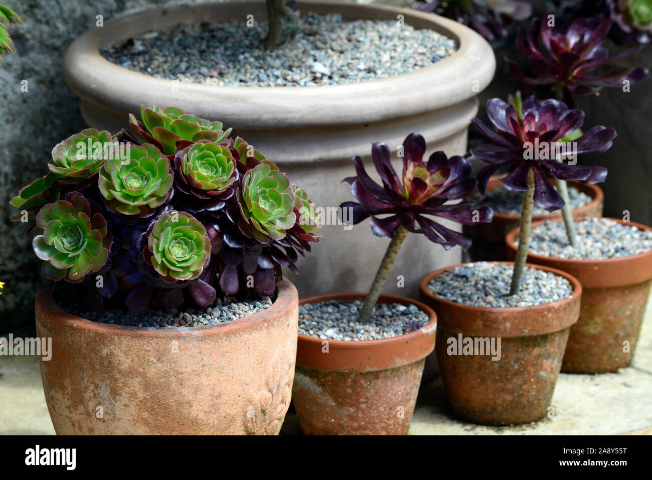 Vasi di terracotta,contenitori,impianto display,patio,aeonium arboreum schwarzkopf,succulenta,succulente,pentole,pot,giardinaggio contenitore,giardino,RM Floral Foto Stock