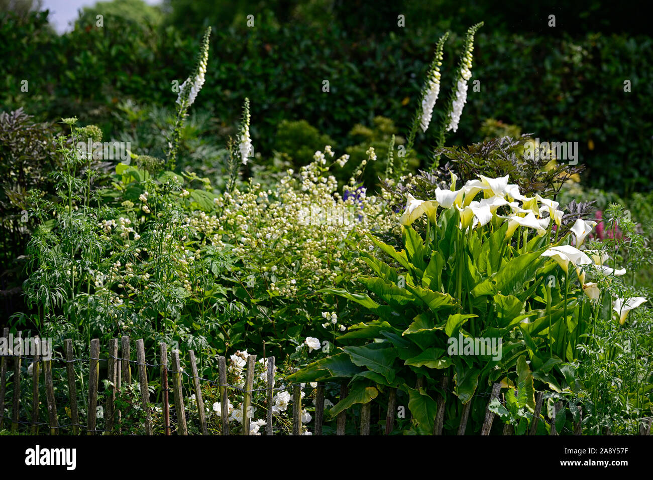 Zantedeschia aethiopica,Calla Lily,arum lily,bianco,confine,frontiere,mix,miscelati,perenne,Garden cottage,RM Floral Foto Stock