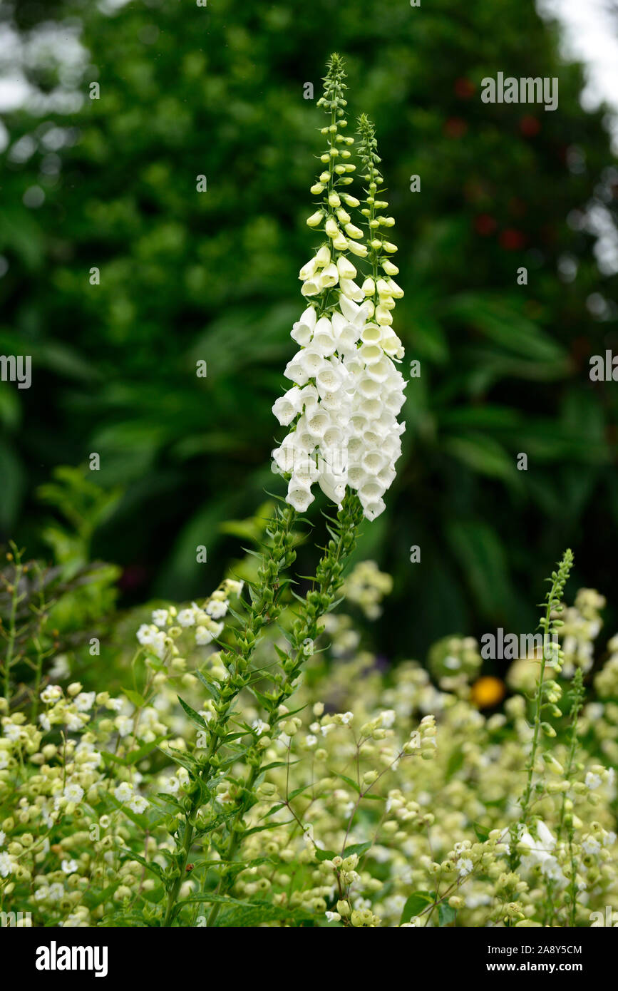 Foxglove bianco,bianco silene,bianco digitalis,mix,miscelati bianco,giardino,Garden cottage,RM Floral Foto Stock