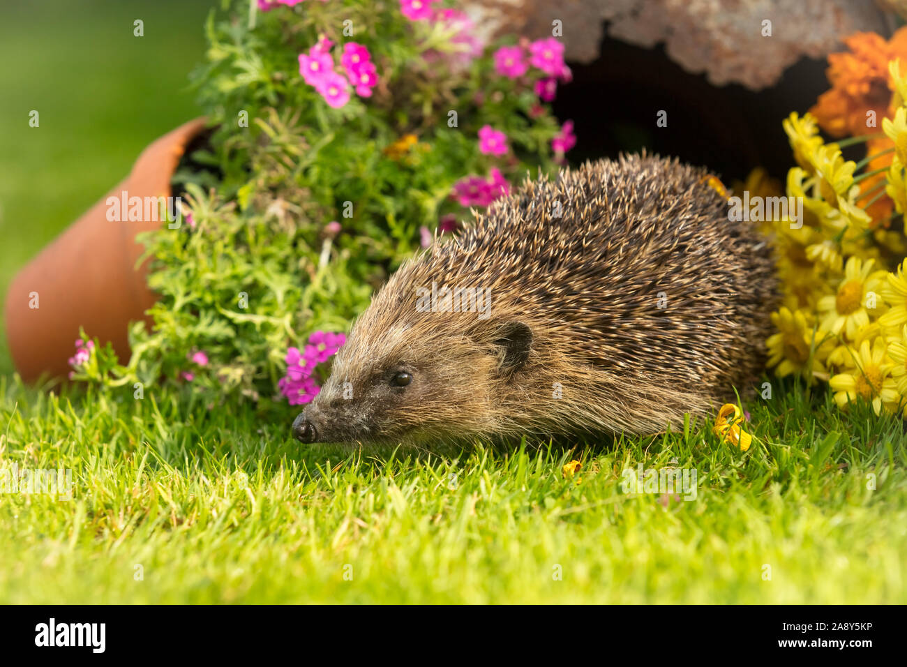 Riccio, (nome scientifico: Erinaceus europaeus) selvatica, nativo, hedgehog europea nel giardino naturale habitat con erba verde prato e piante in vaso. Foto Stock