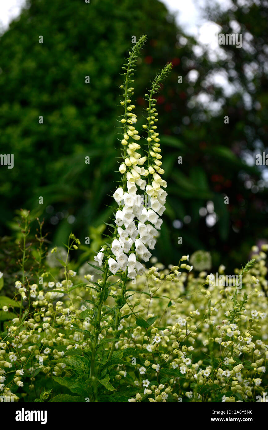 Foxglove bianco,bianco silene,bianco digitalis,mix,miscelati bianco,giardino,Garden cottage,RM Floral Foto Stock