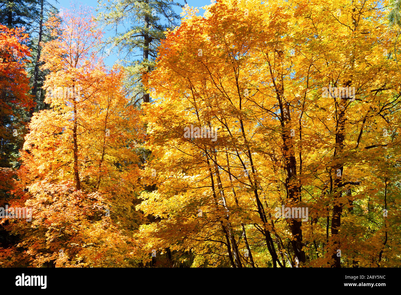 Colori d'autunno alberi, Mt. Lemmon, Santa Catalina Mountains, Foresta Nazionale di Coronado, Tucson, Arizona, Stati Uniti d'America Foto Stock