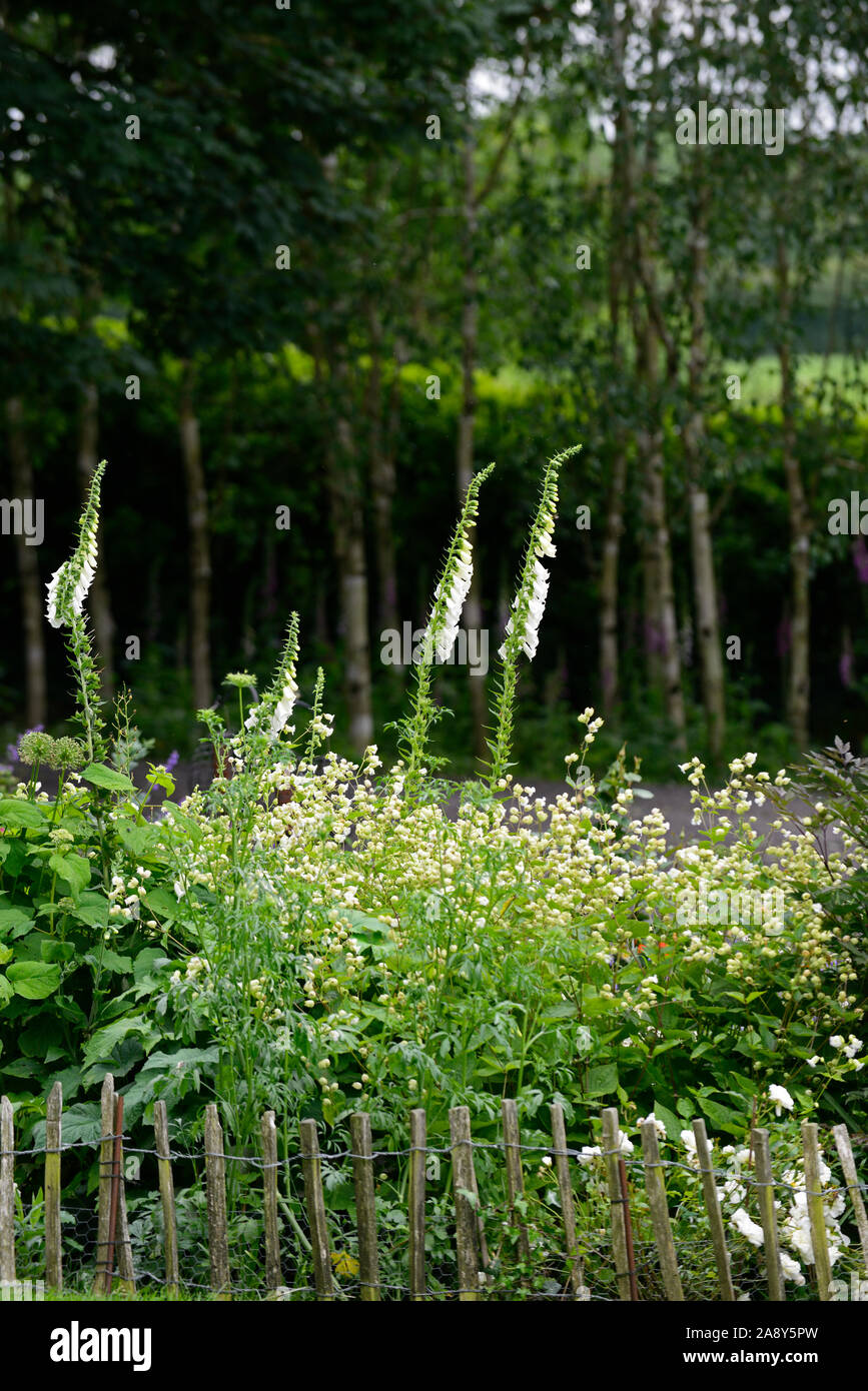 Foxglove bianco,bianco silene,bianco digitalis,mix,miscelati bianco,giardino,Garden cottage,RM Floral Foto Stock