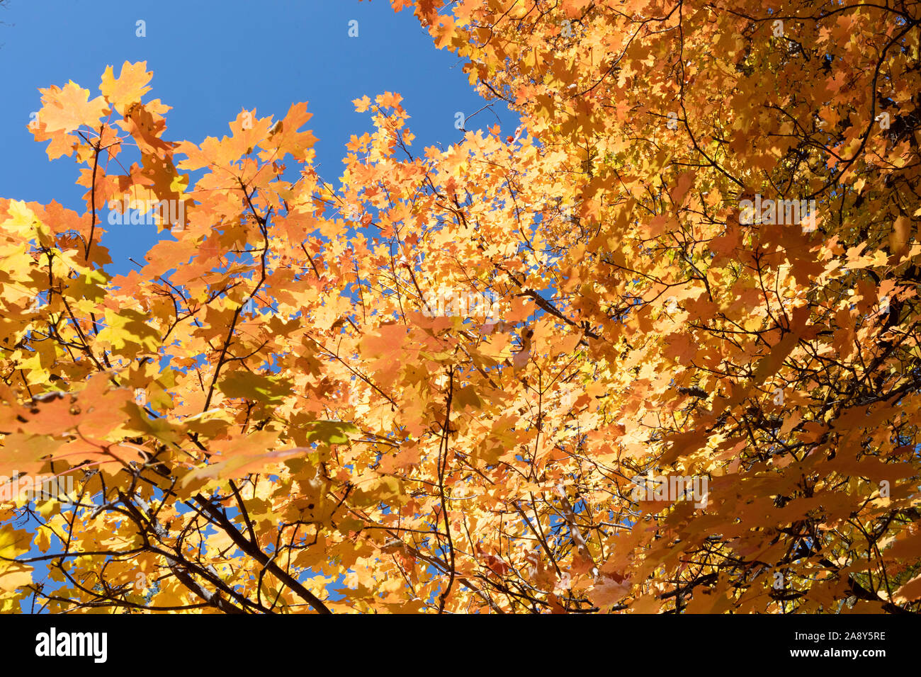I colori dell'autunno, arancio foglie di acero contro un cielo blu. Foto Stock